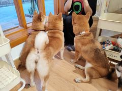 -是阿柴呀！柴犬咖啡·爱喵喵猫咖