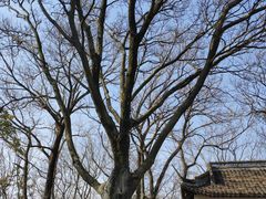 -上海佘山国家森林公园天马山园