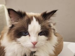 -喵喵咪呀布偶猫咖(春熙路店)