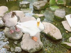 -上海千禧海鸥大酒店