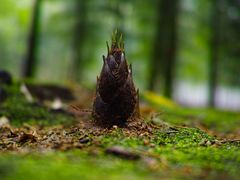 -中国大竹海景区