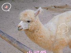 -泉州海丝野生动物世界