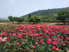 -龙寺生态园