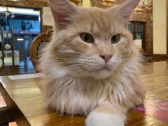 -more than meow吴止猫主题餐厅(承德 中船汇店)