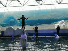 -秦皇岛乐岛海洋王国