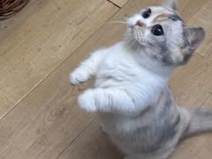 -Meowの猫咖(万家丽店)