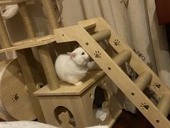 -猫力发电所·宠物专门店