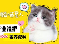 -十年猫舍·猫咪专门店(普陀店)