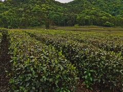 -龙坞茶村