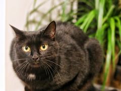 -猫里有甜
