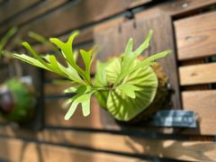 -国家植物园南园