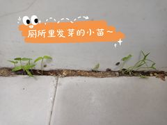 -天治宣·野椒鸡(龙头寺总店)