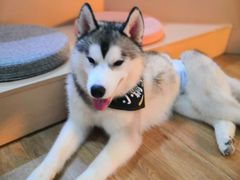 -Husky Go! 哈士奇体验馆·宠物咖啡厅狗咖