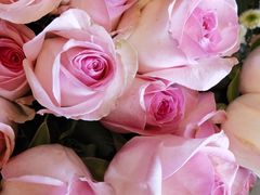 -静岸花卉园艺(三星坊店)