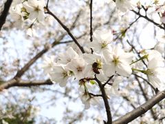 -径山花海