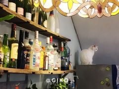 -有猫主题·治愈系猫咖(曾厝垵店)