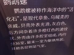 -贝壳梦幻世界