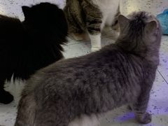 -喵园·猫主题咖啡厅·撸猫·猫咖(国贸店)