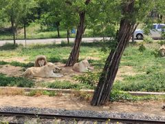 -秦皇岛野生动物园