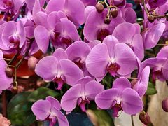 -双季花艺园艺市场(浦东店)