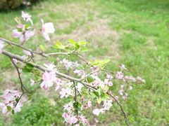 -武汉紫薇都市田园