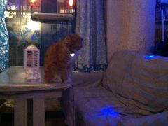 景观位-Sirena海妖日咖夜酒