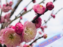 -香雪海