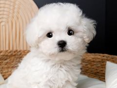 -翊宠yipet猫狗购宠庄园犬舍•猫舍