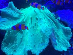 -上和臻品中国菜(花园街店)