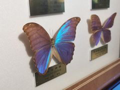 -上海昆虫博物馆