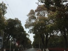 -上海长兴岛郊野公园