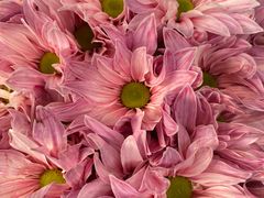 -循礼门鲜花花市(武汉循礼门店)