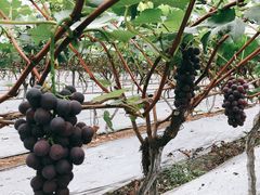 -金谷域澳洲庄园