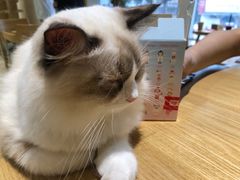 -藏猫猫咖啡主题馆(中央大道店)
