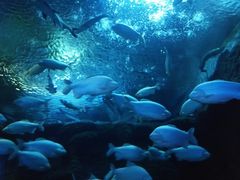 -成都浩海立方海洋公园