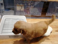 -狗道宠物(常熟印象城店)