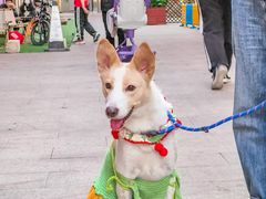 -佛山京华广场MALL