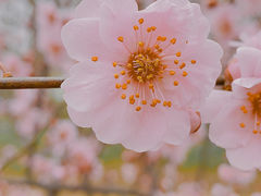 -梅花山(明孝陵内)
