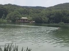 -紫霞湖公园