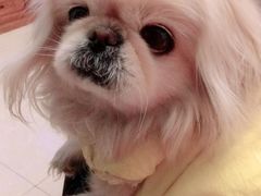 -彩虹桥宠物火化殡葬善终服务(金乐大厦店)