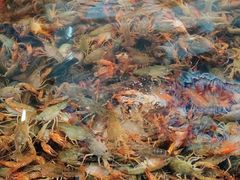 -阿财老铺·老蚌埠龙虾城(华夏总店)