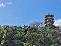 -深圳仙湖植物园
