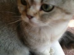 -猫色咖啡·猫咖