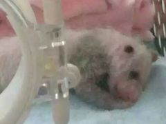 -成都大熊猫繁育研究基地