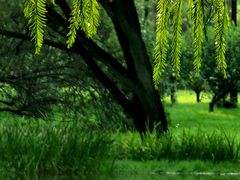 -上海共青森林公园