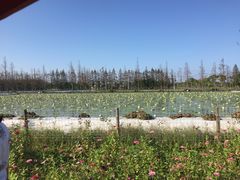 -上海长兴岛郊野公园