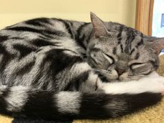 -猫和宫(六道口店)