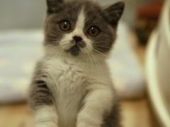 -BABIT巴比特宠物(MOMOPARK店)