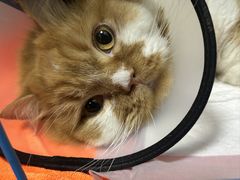 -创凡宠物医院·骨专科  猫科中心(西乡分院)