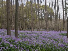 -上海共青森林公园